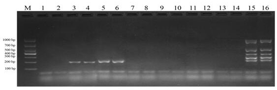 Method for rapidly identifying specificity of transgenic herbicide-resistant soybean ZH10-6 transformant