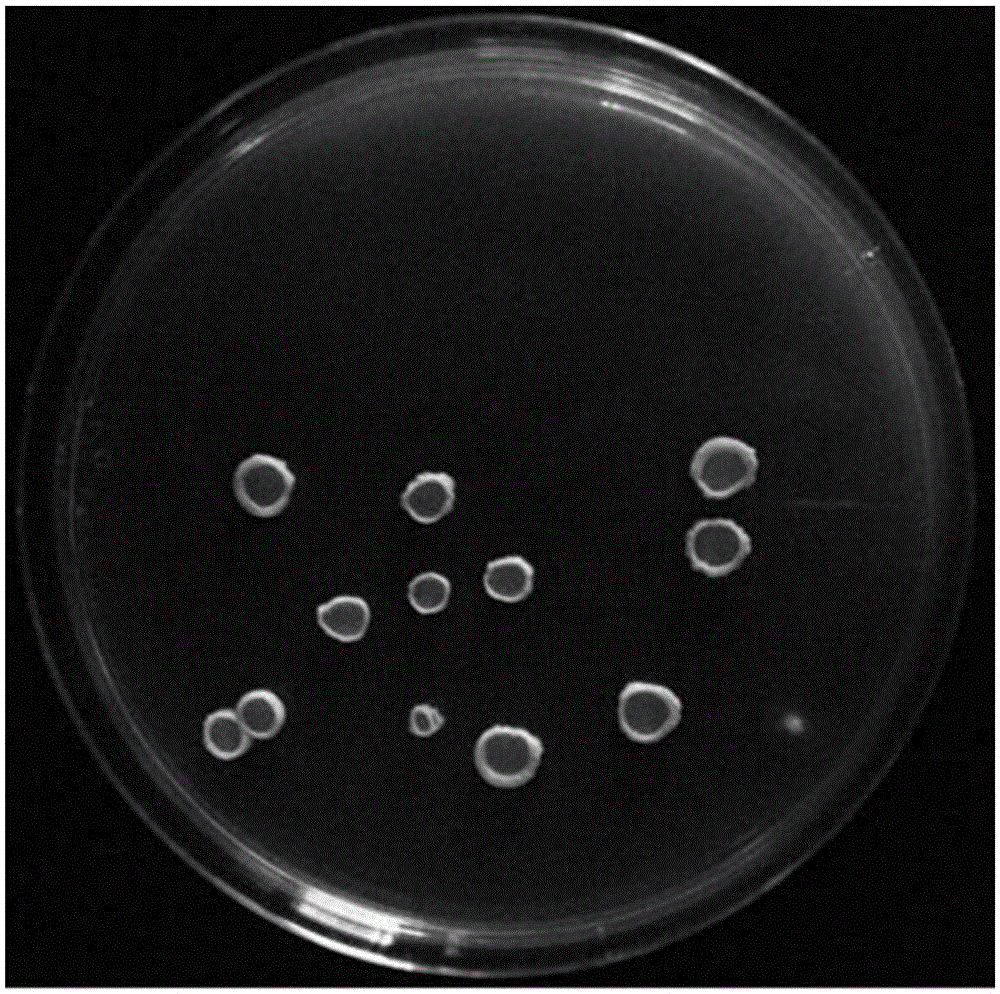 Bacillus methylotrophicus and application thereof