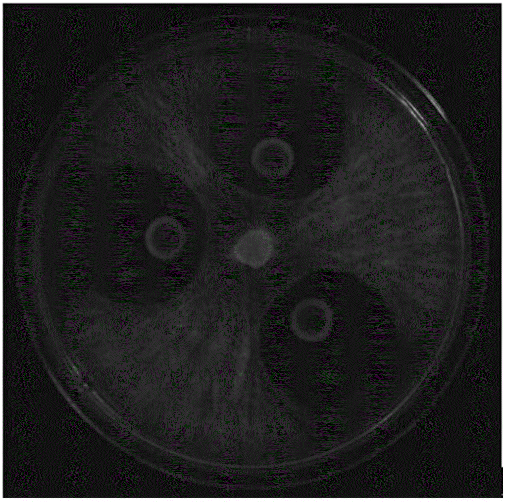 Bacillus methylotrophicus and application thereof