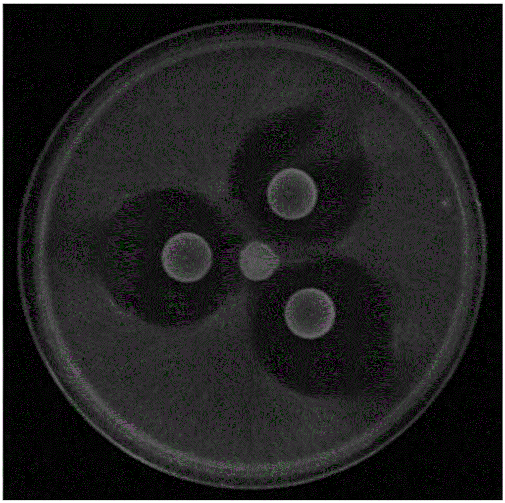 Bacillus methylotrophicus and application thereof