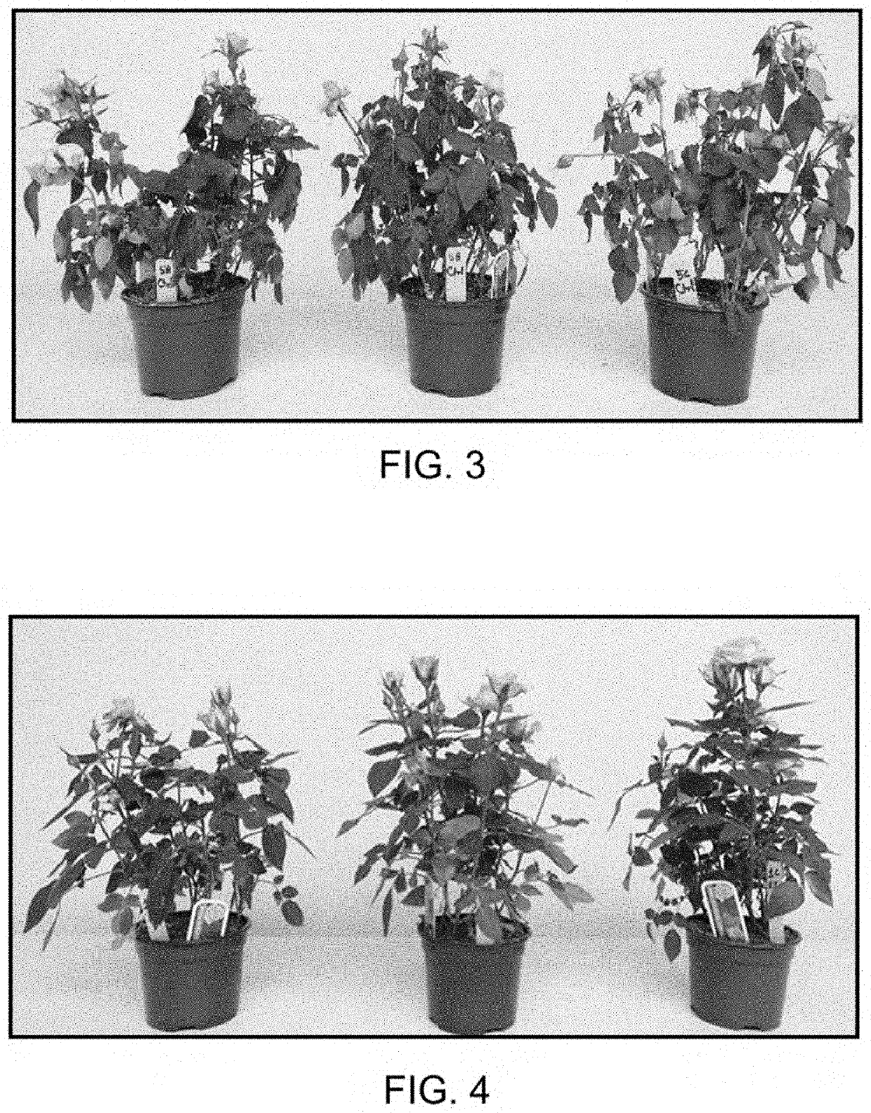 Compositions and methods for improving the drought tolerance of plants