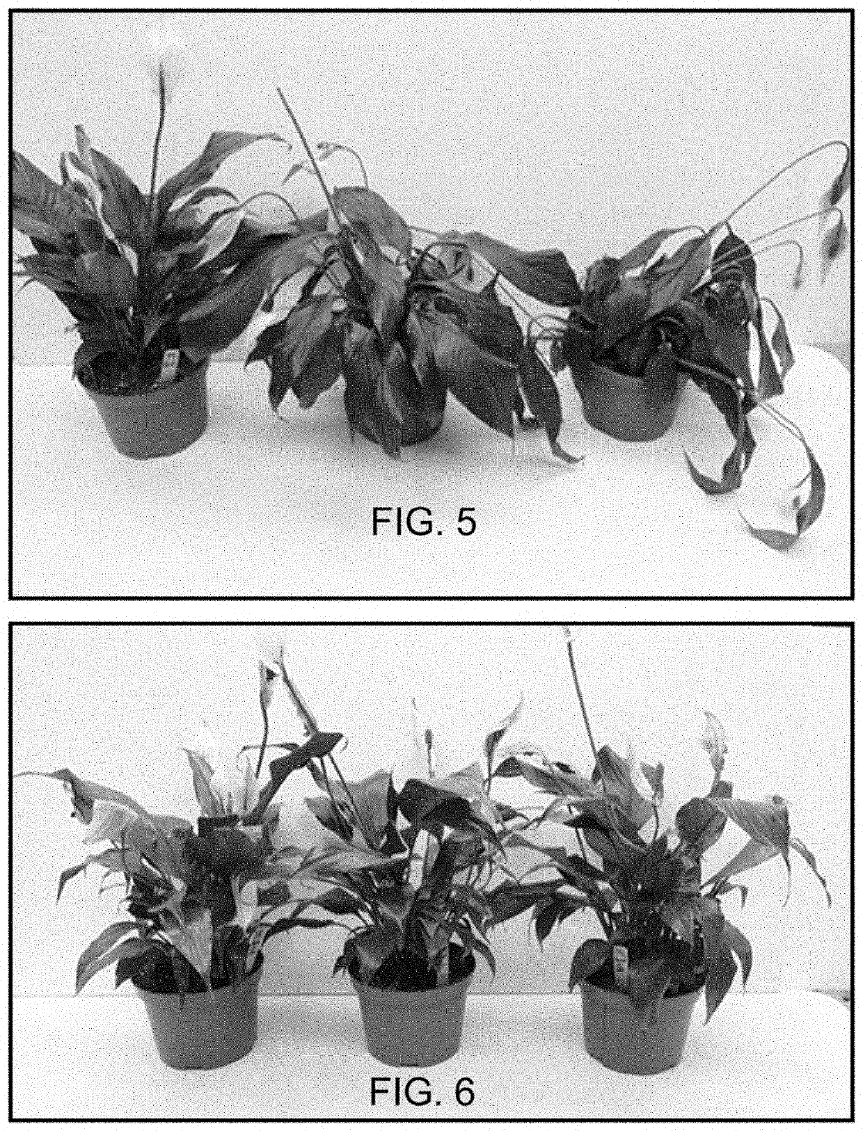 Compositions and methods for improving the drought tolerance of plants