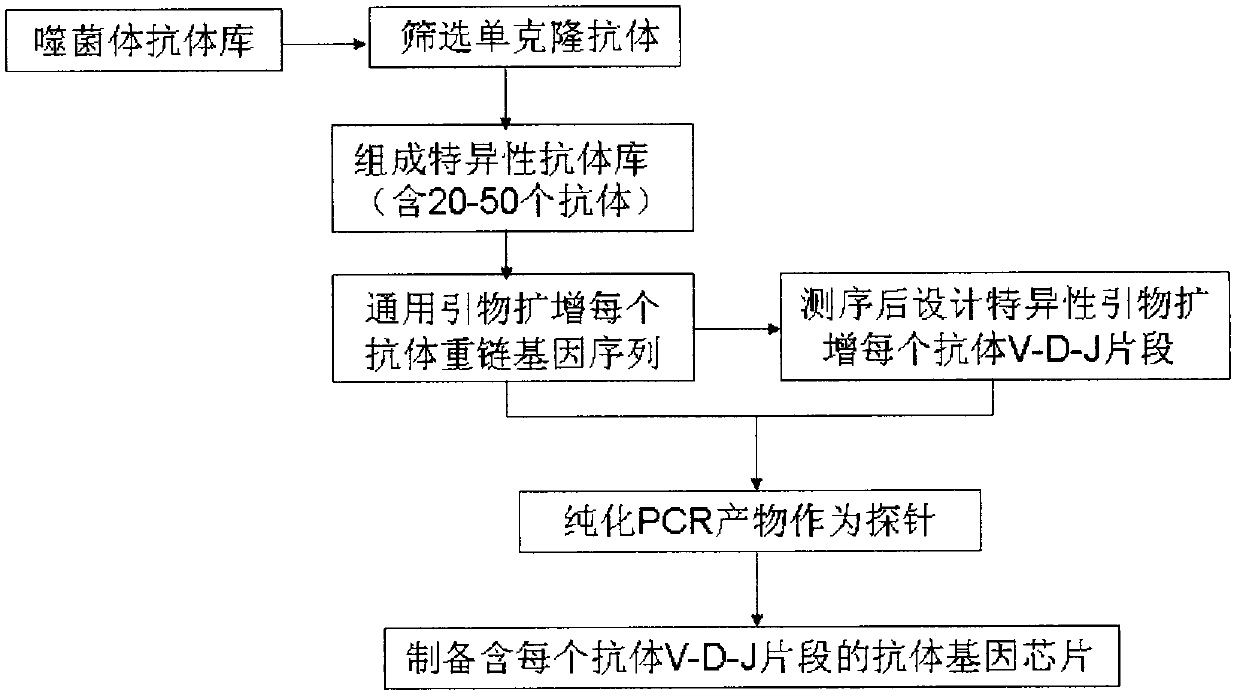 Development and application of antibody gene chip