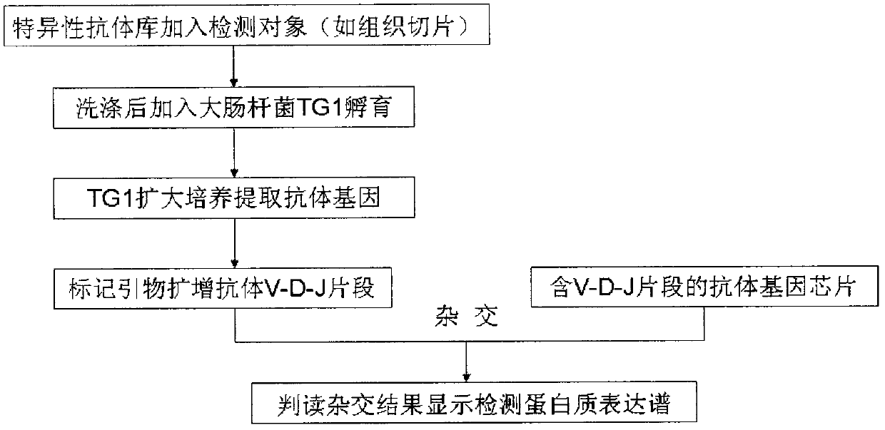 Development and application of antibody gene chip