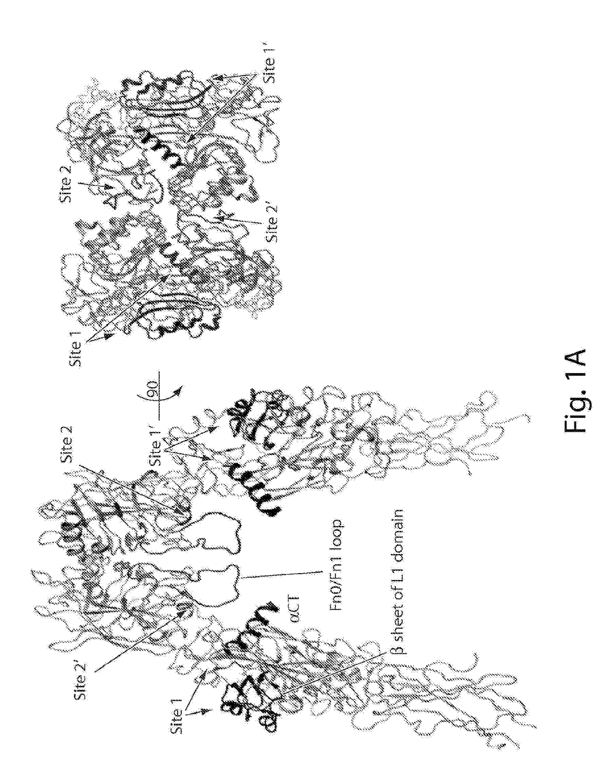 Stabilized polypeptide insulin receptor modulators