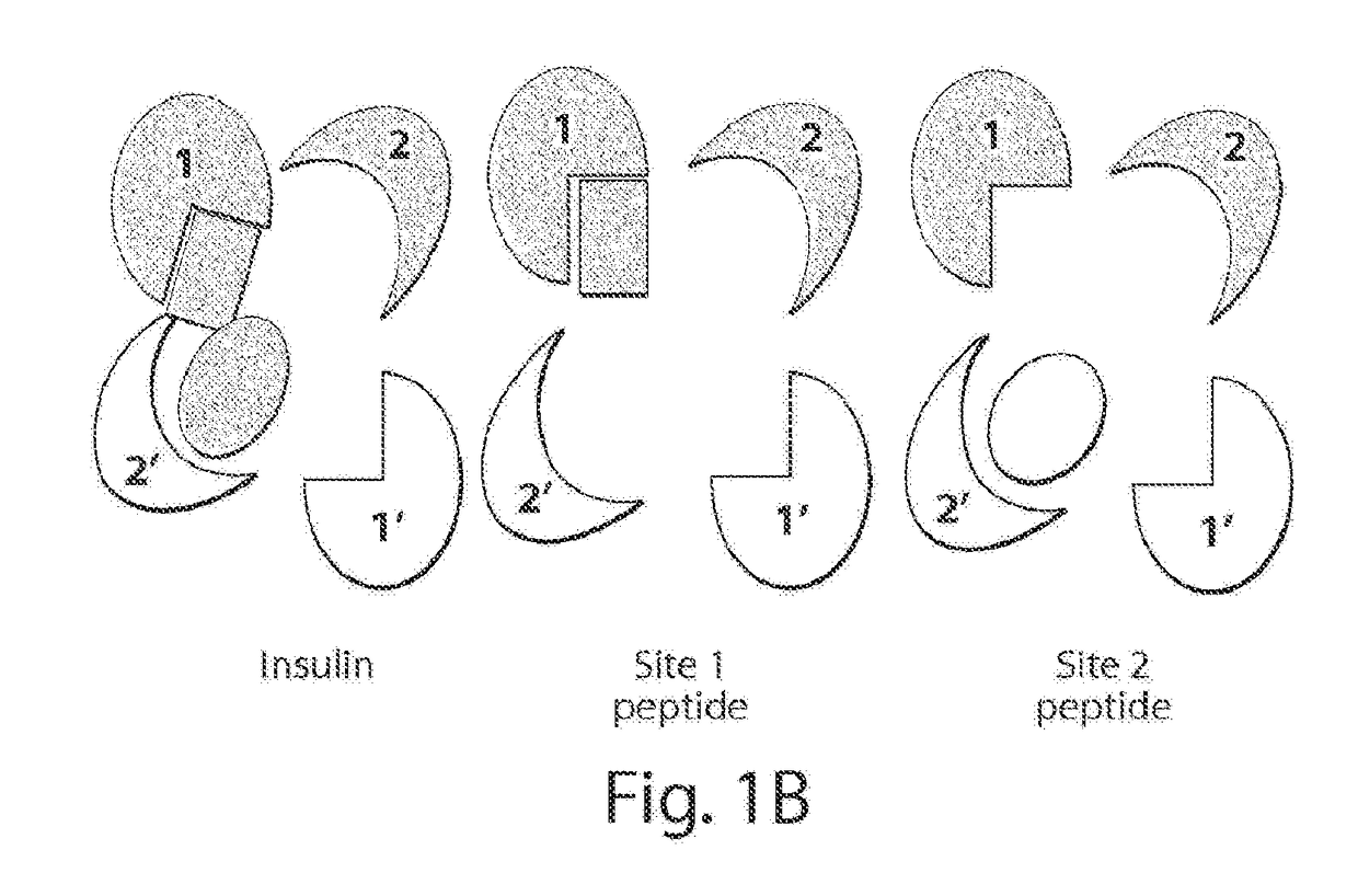 Stabilized polypeptide insulin receptor modulators