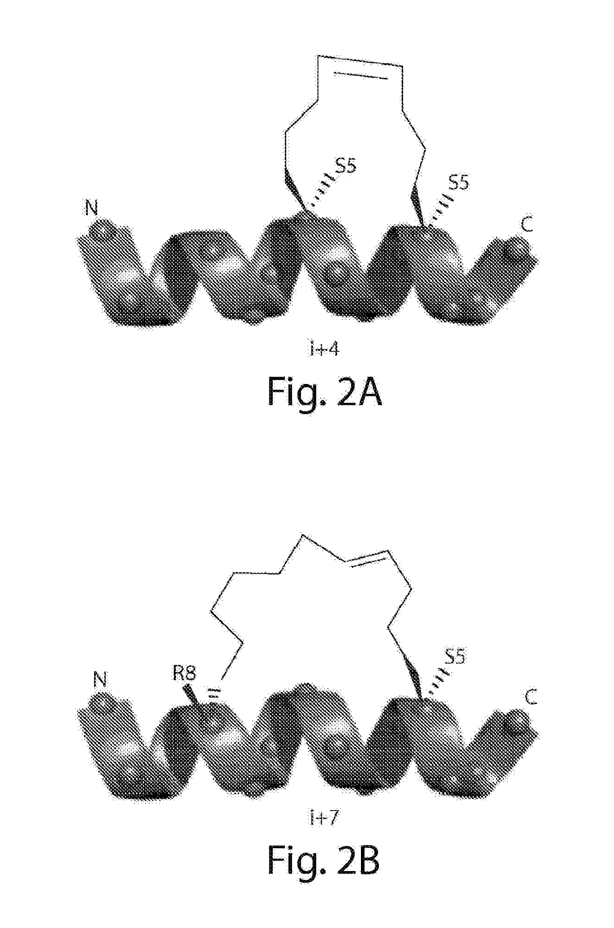 Stabilized polypeptide insulin receptor modulators