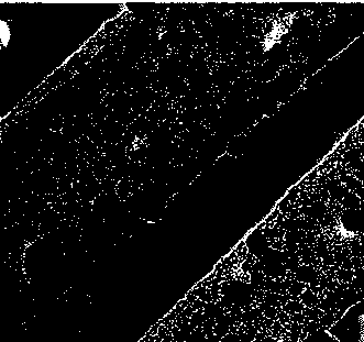 Preparation method of carbon nano-tube loaded nano-cobalt catalyst