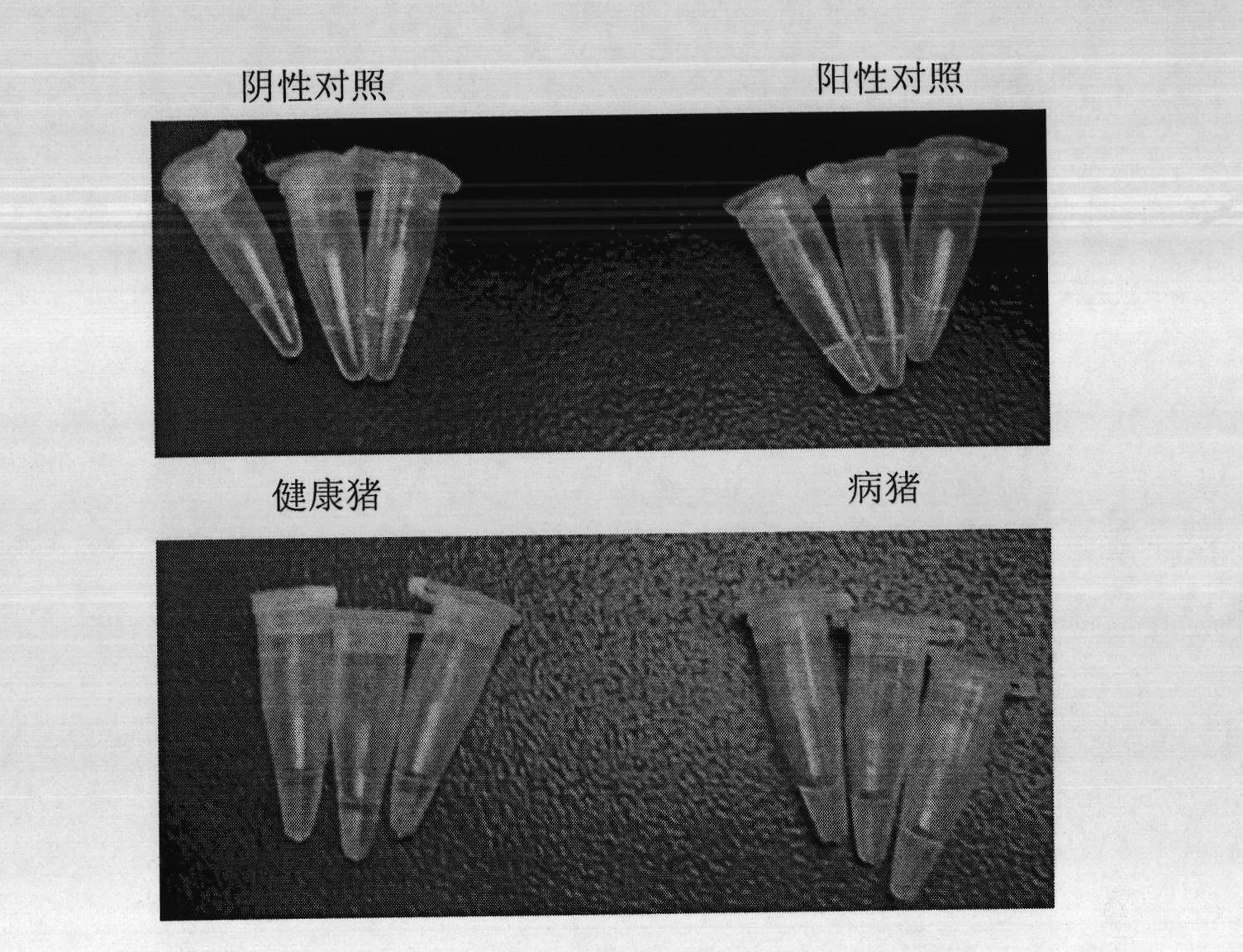 Porcine parvovirus assay kit and application thereof