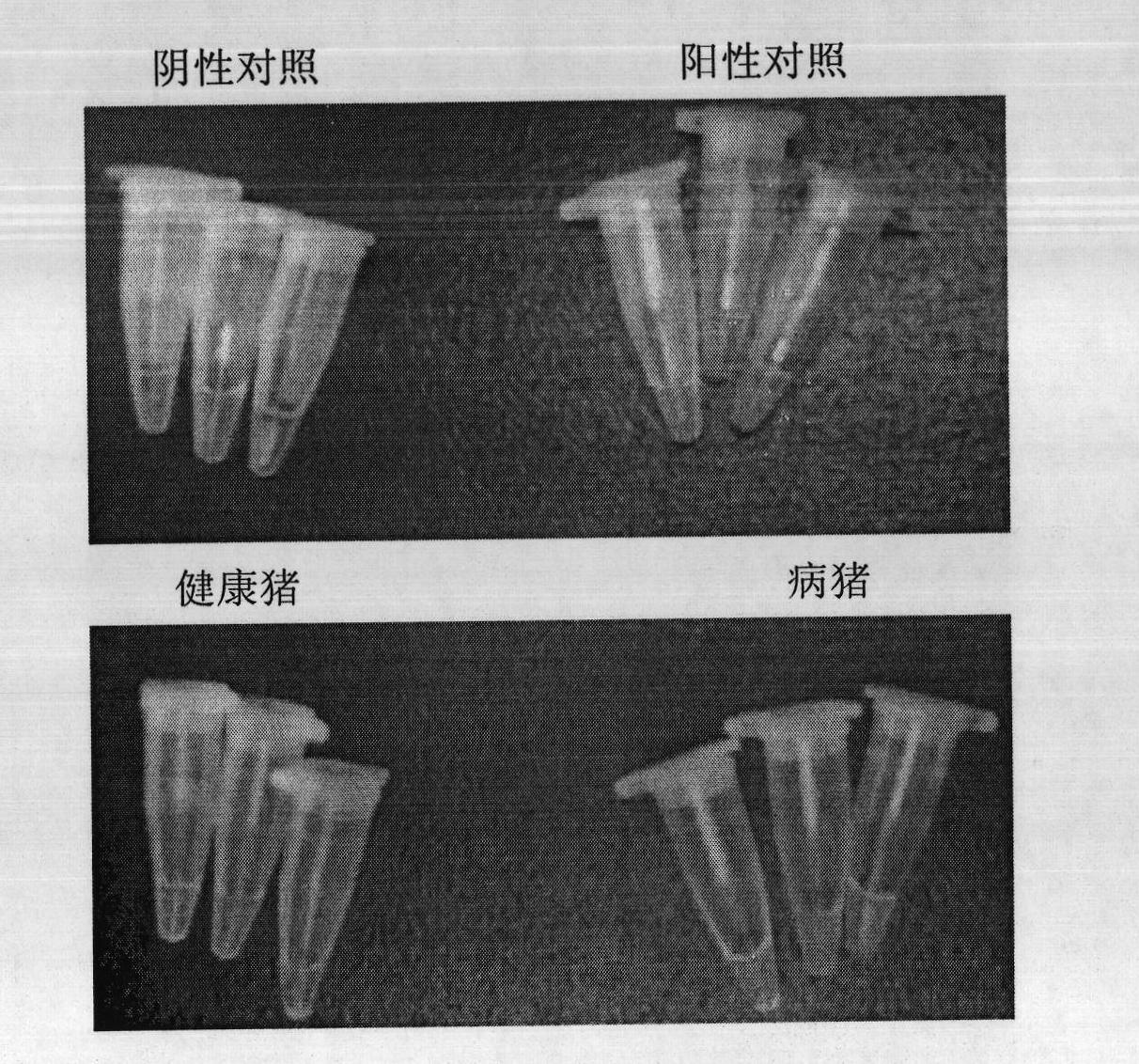 Porcine parvovirus assay kit and application thereof