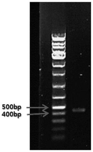 Dual-targeting antibody targeting scf and galectin-1 and use thereof