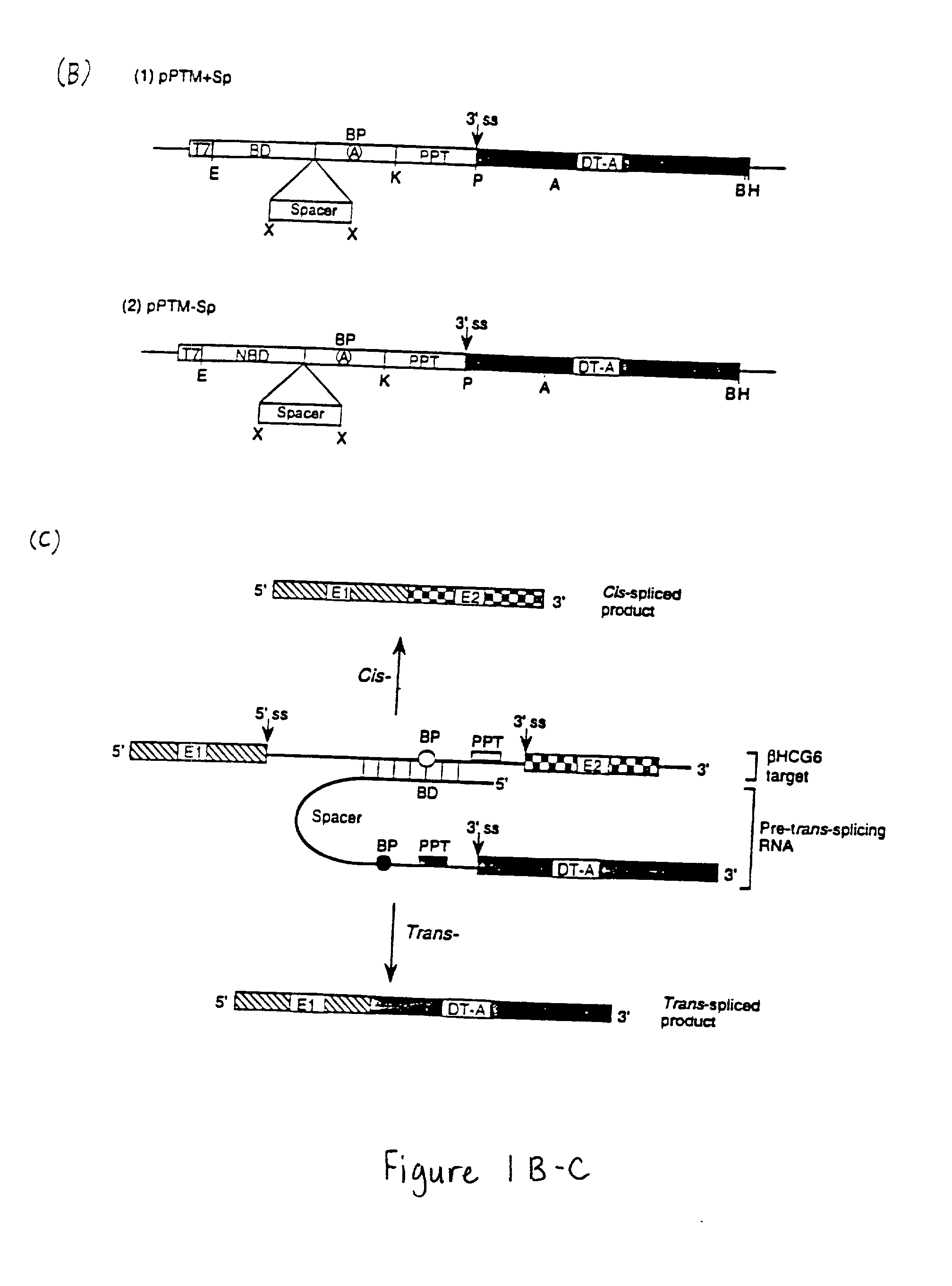 Methods and compositions for use in spliceosome mediated RNA trans-splicing