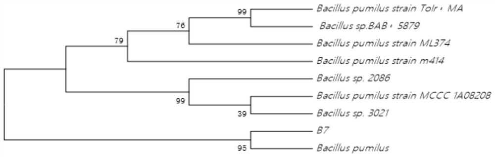 Bacterial strains for low-temperature fermentation of corn stalks and their fermentation and cultivation methods and applications