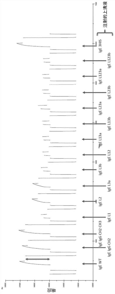 Hybrid antibodies