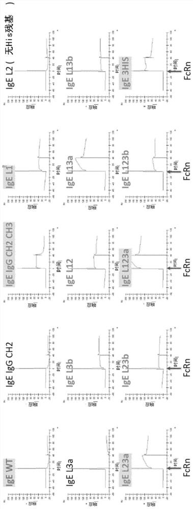 Hybrid antibodies