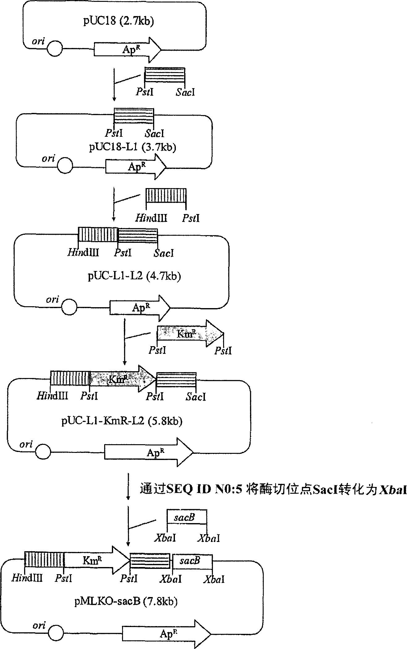 Novel rumen bacteria variants and process for preparing succinic acid employing the same