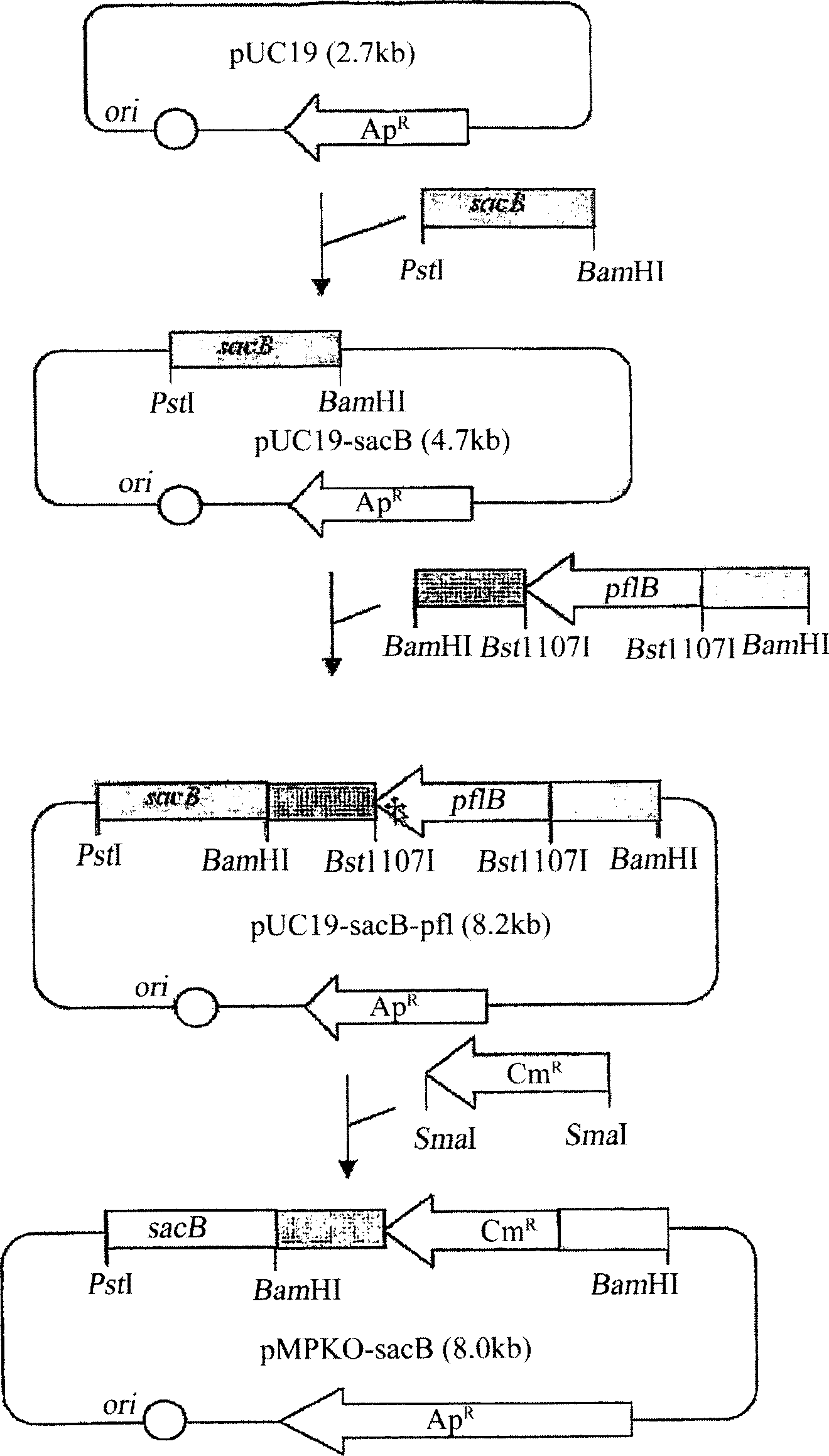 Novel rumen bacteria variants and process for preparing succinic acid employing the same