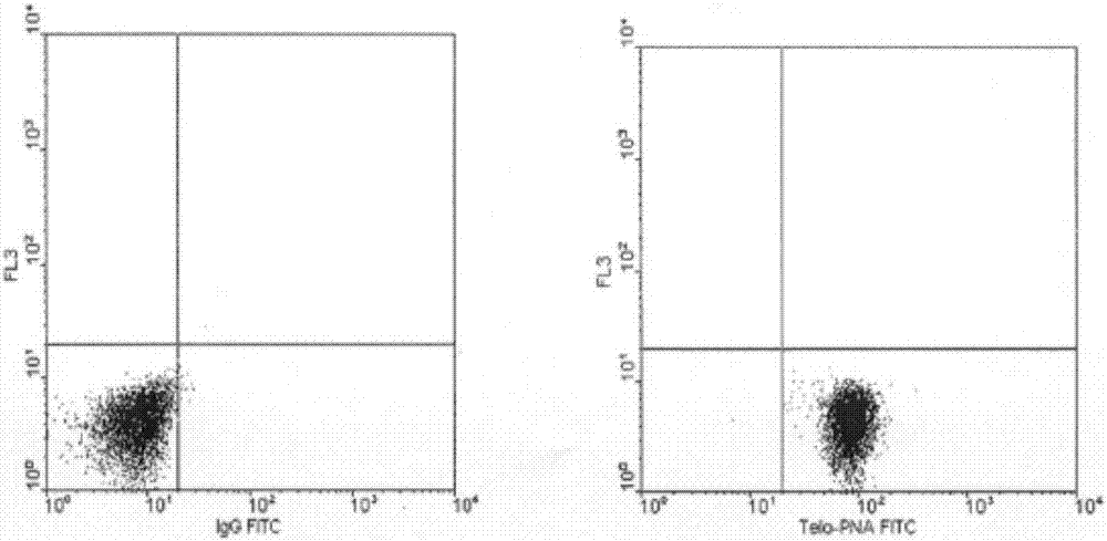 Rapid method for measuring length of chromosome telomere by flow cytometry