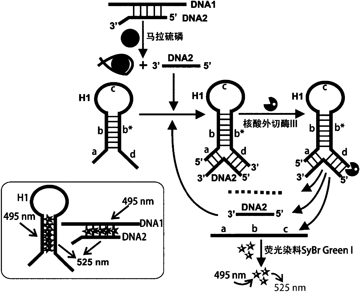 Fluorescence detection kit based on aptamer