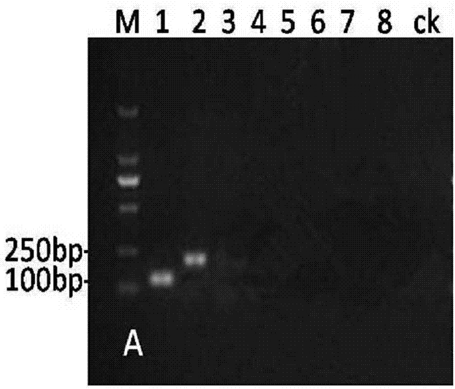 Double-PCR (polymerase chain reaction) molecular detection primer for tobacco phytophthora parasitica and thielaviopsis basicola and detection method