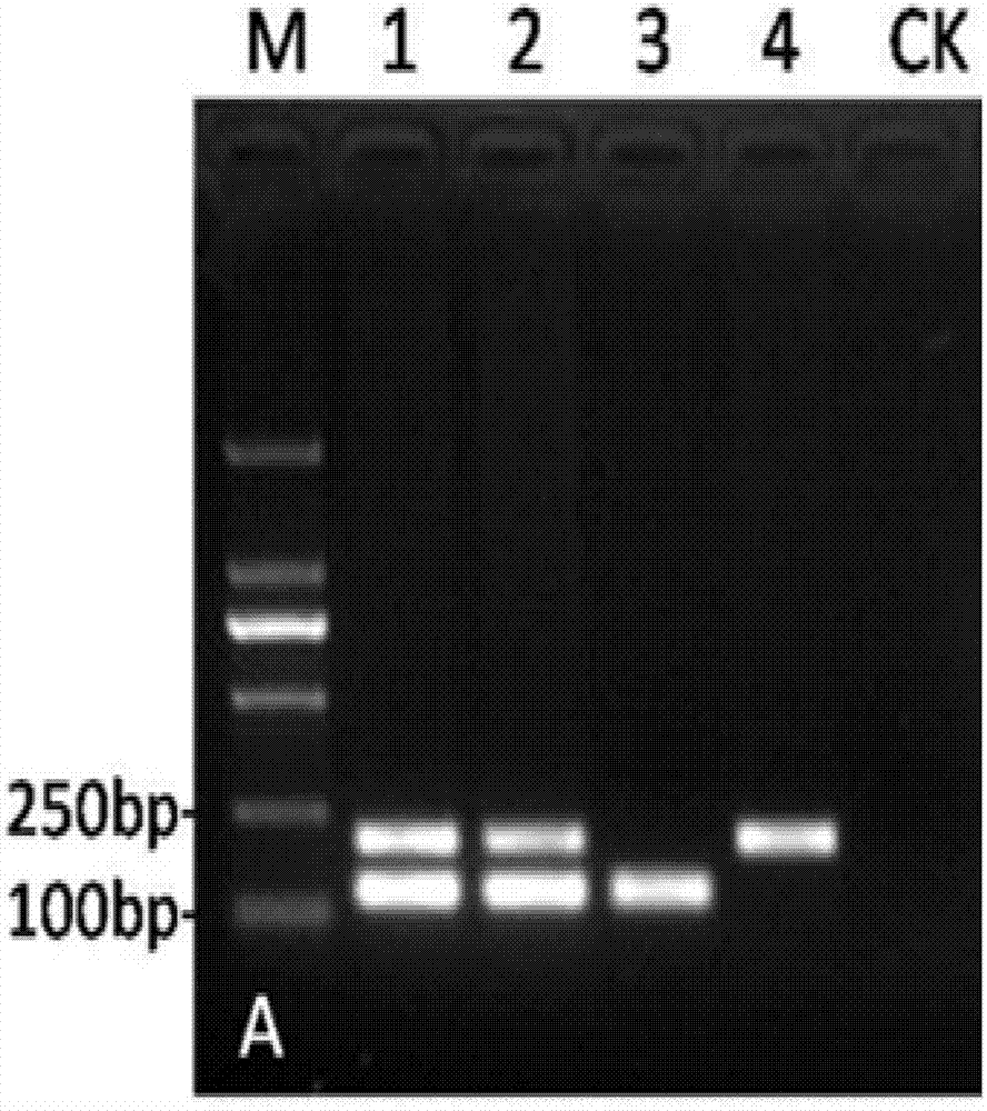 Double-PCR (polymerase chain reaction) molecular detection primer for tobacco phytophthora parasitica and thielaviopsis basicola and detection method