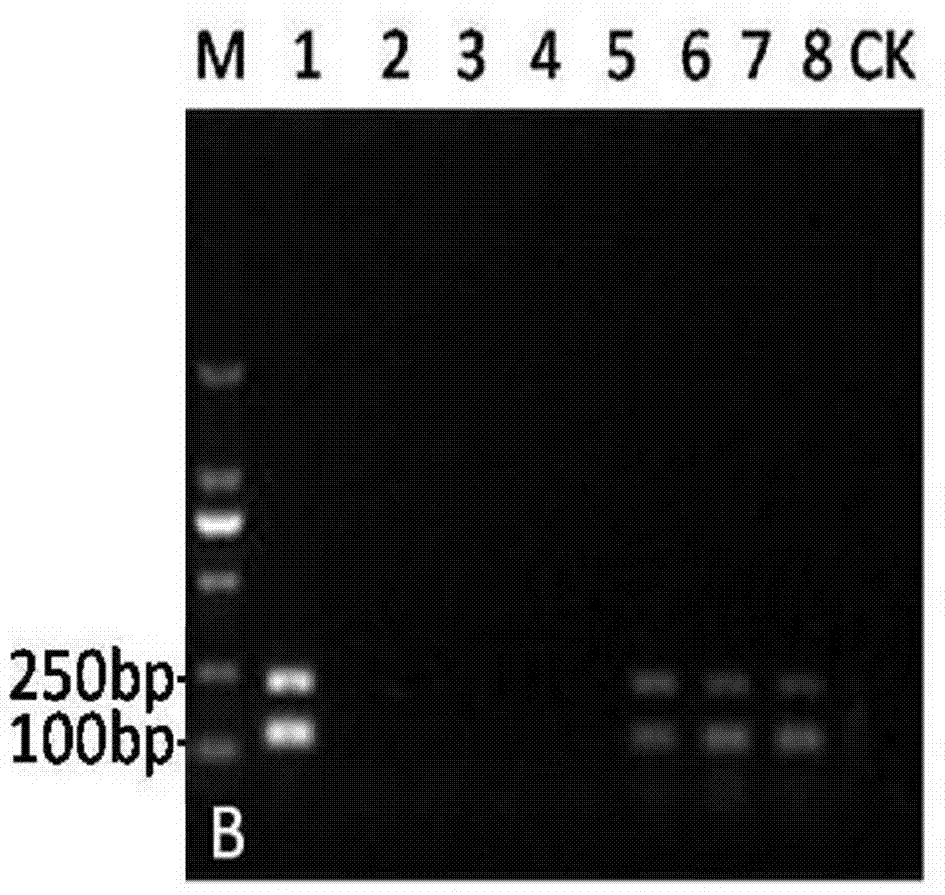 Double-PCR (polymerase chain reaction) molecular detection primer for tobacco phytophthora parasitica and thielaviopsis basicola and detection method