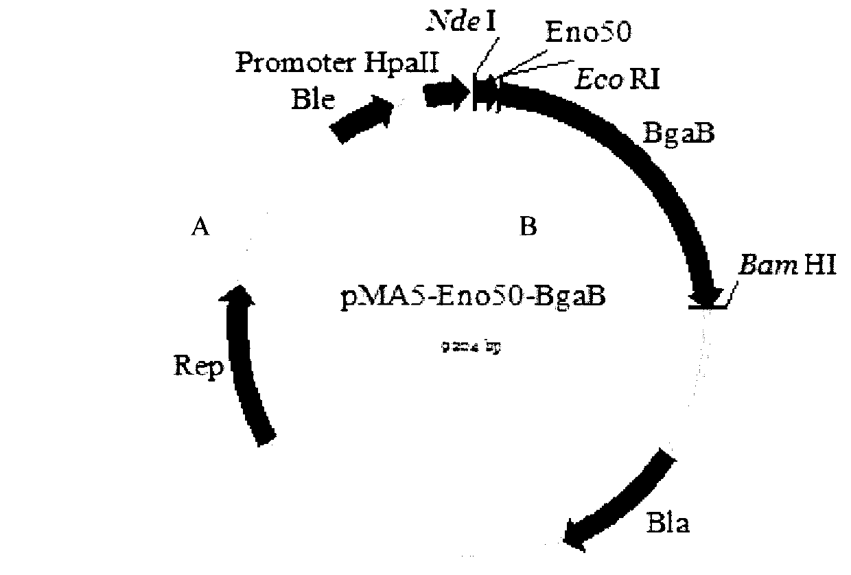 Novel method for realizing secreting expression of exogenous protein by using novel transfer signal