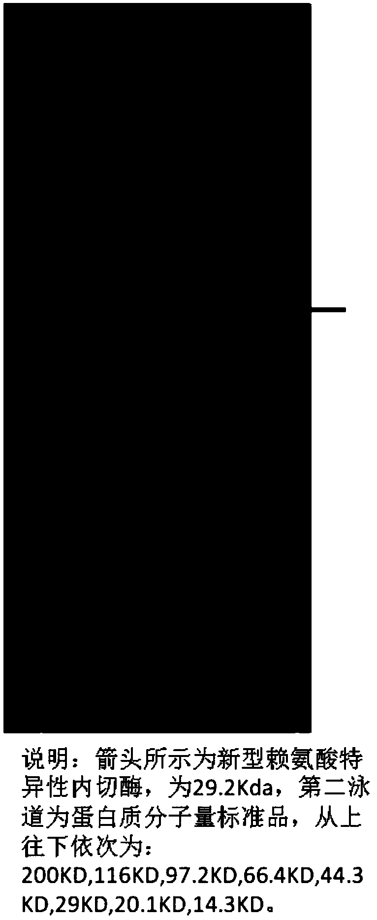 Novel lysyl endopeptidase and preparation method thereof