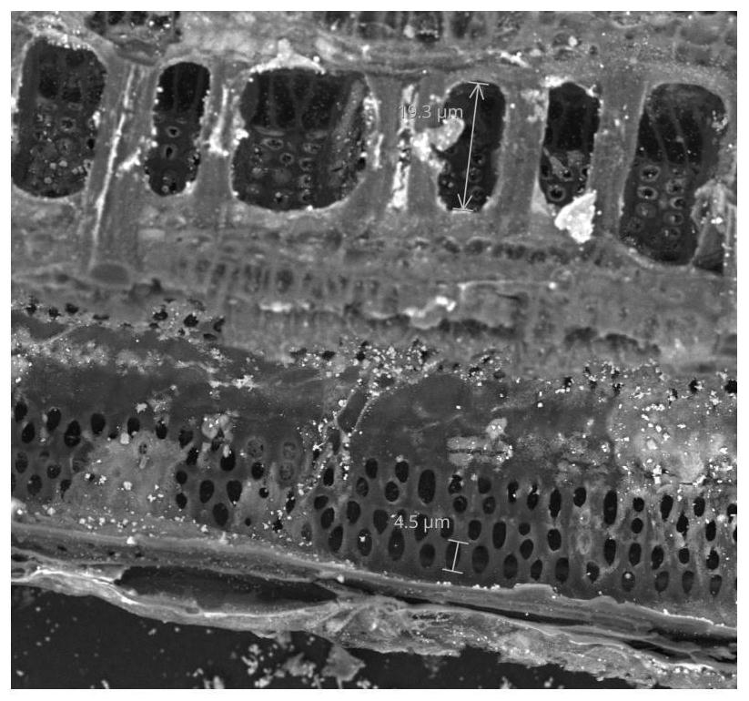 Magnetic biochar as well as preparation method and application thereof in adsorption of heavy metals in soil