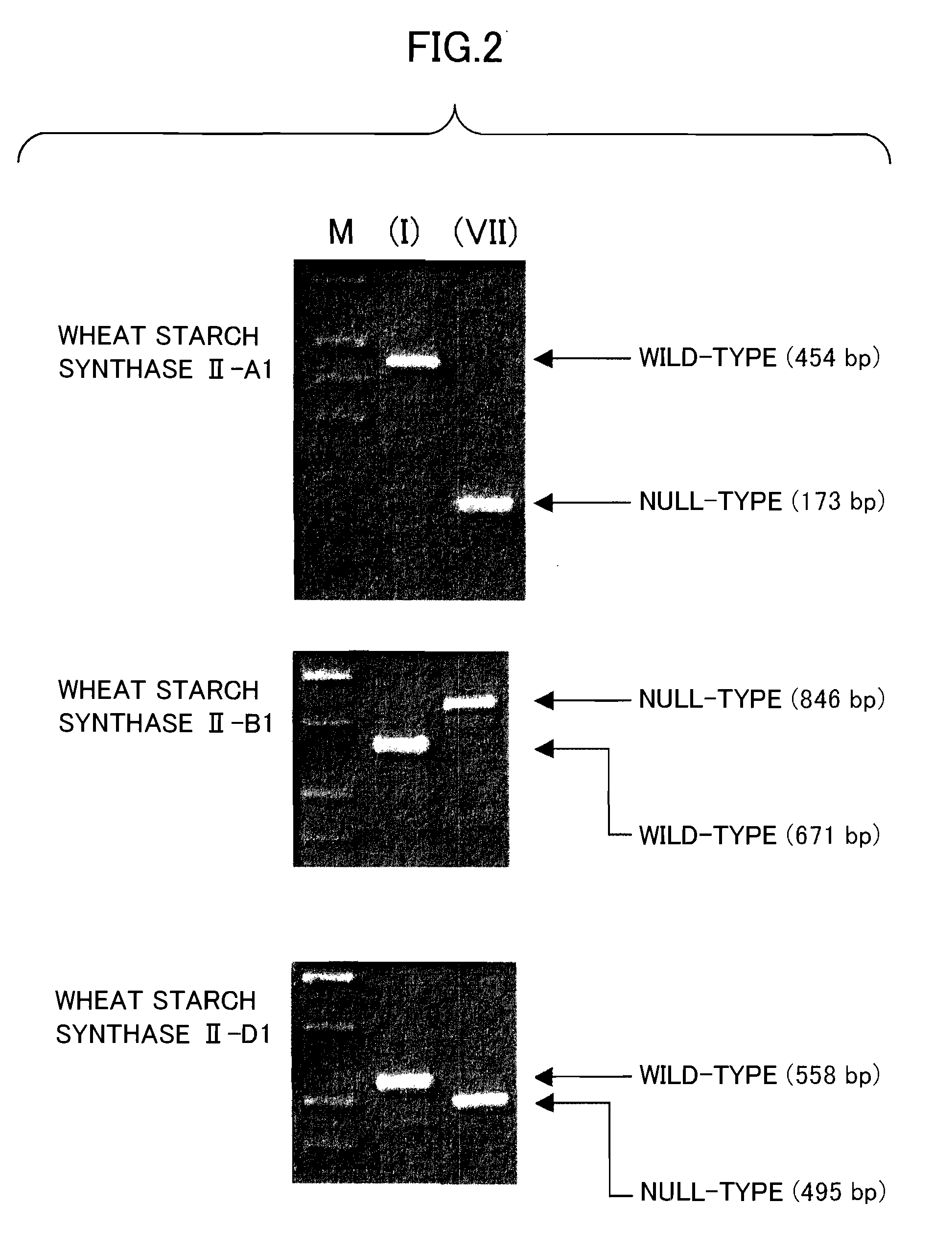 Wheat having new starch and method for producing it