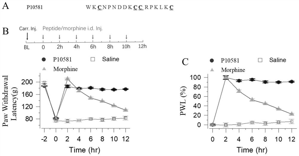 Application of a short peptide in the preparation of products capable of eliminating morphine tolerance