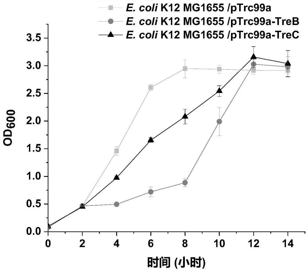 A method for improving acid stress resistance of recombinant Escherichia coli