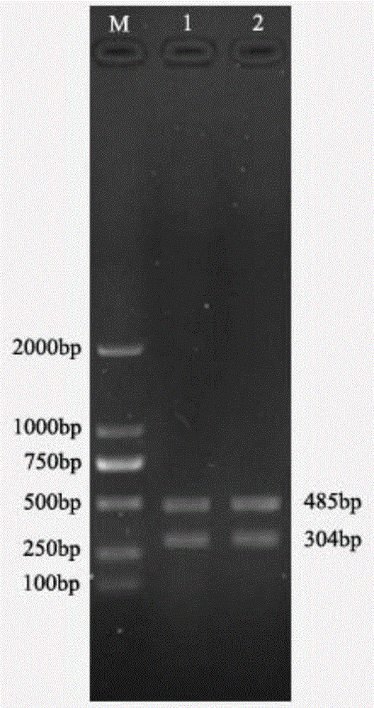 Primer and kit for detecting aminoglycoside drug resistance genes of aeromonas hydrophila