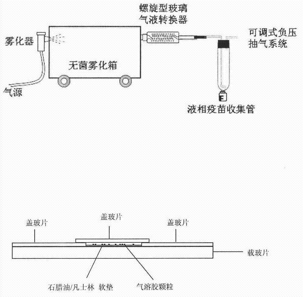 A kind of aerosolized live vaccine of swine mycoplasma pneumonia and its preparation and testing method