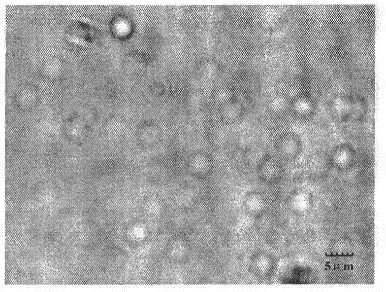 A kind of aerosolized live vaccine of swine mycoplasma pneumonia and its preparation and testing method