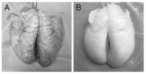 Preparation method of animal decellularized lung biological scaffold material