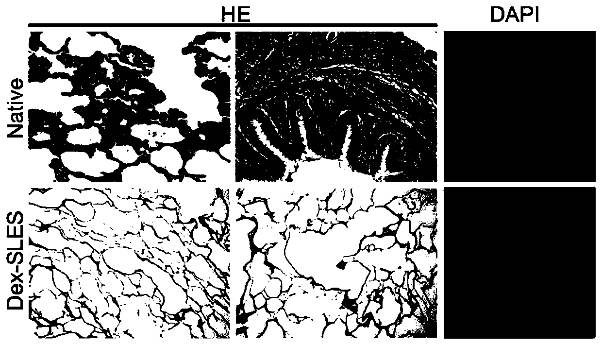 Preparation method of animal decellularized lung biological scaffold material