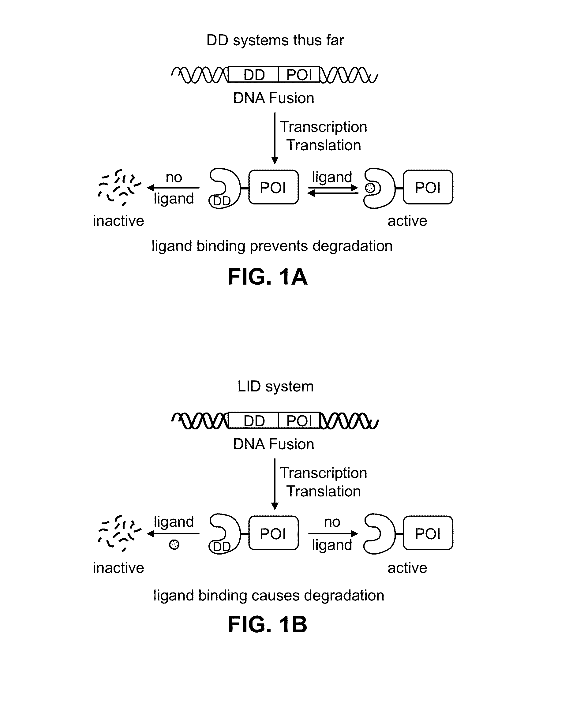 Estrogen-receptor based ligand system for regulating protein stability