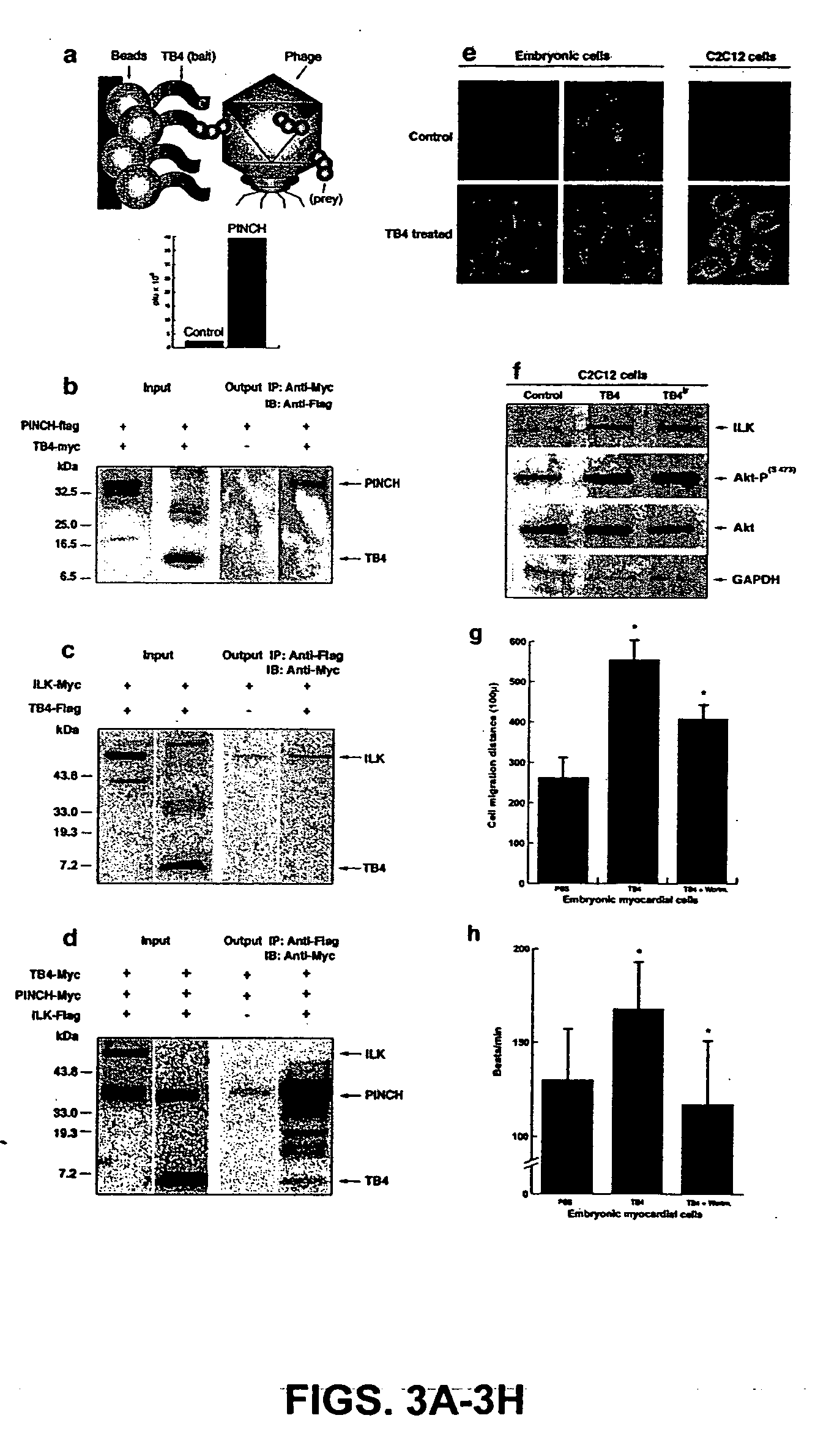 Screening of agents for activity against ischemic myocardial insults