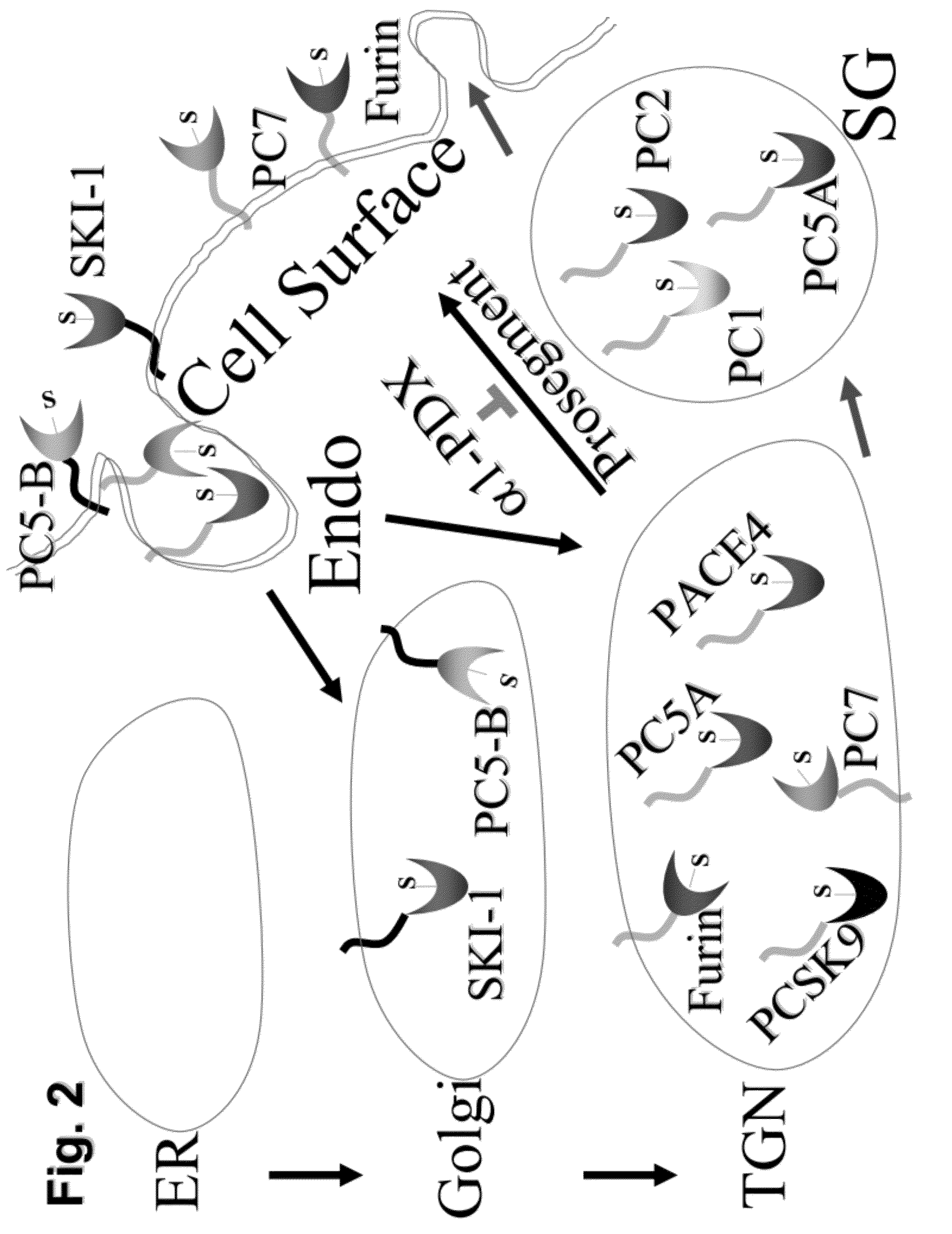 Chimeric pcsk9 proteins, cells comprising same, and assays using same