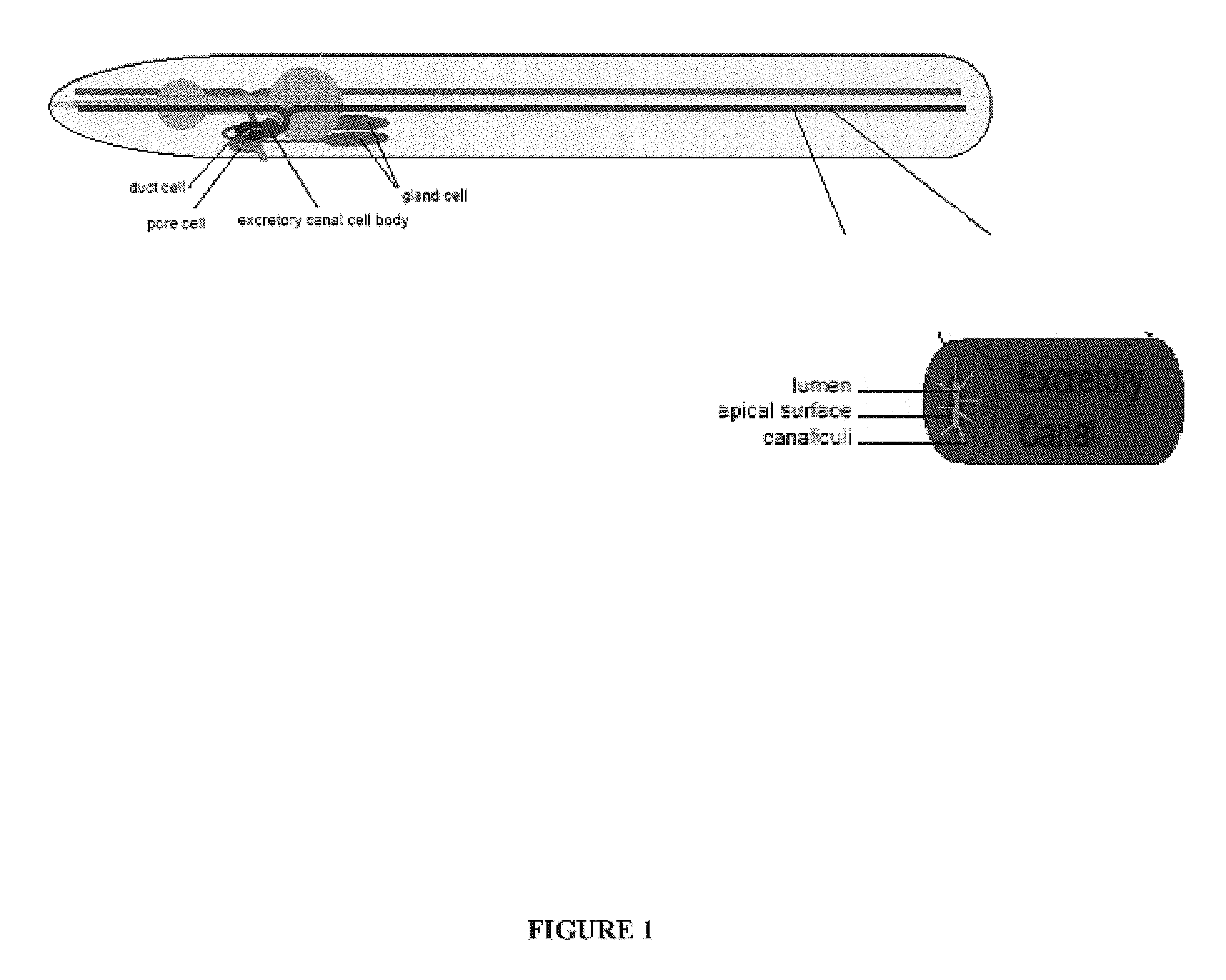 Method of screening for agents inhibiting chloride intracellular channels