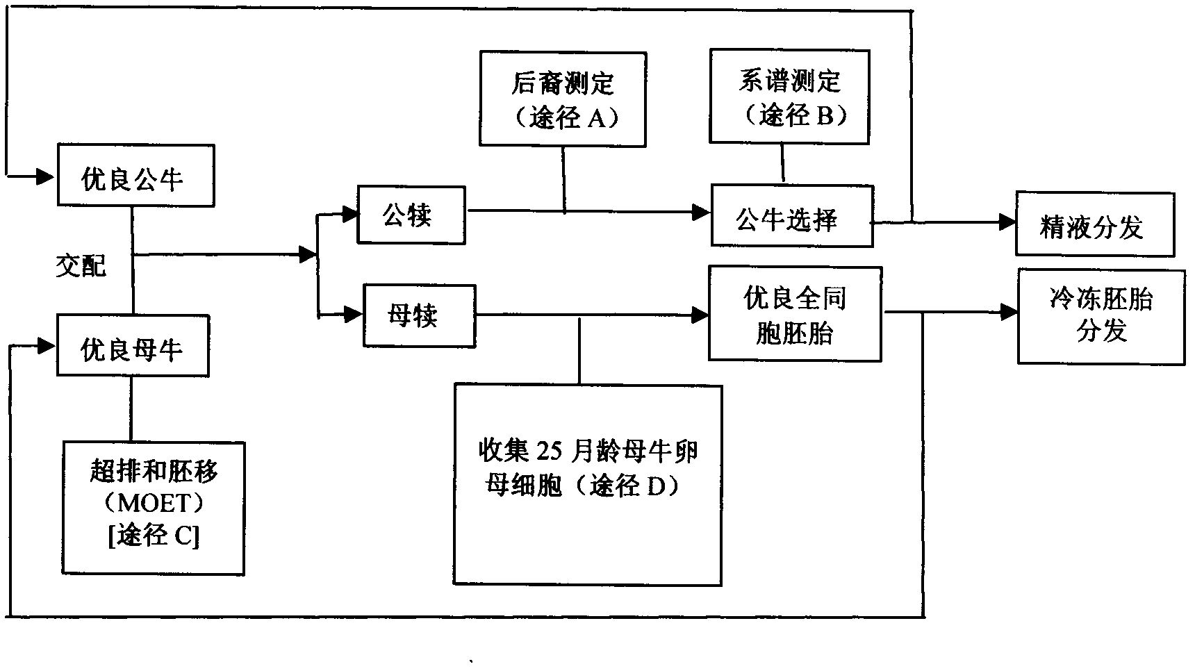 Standardized production method of Xizhen cattle