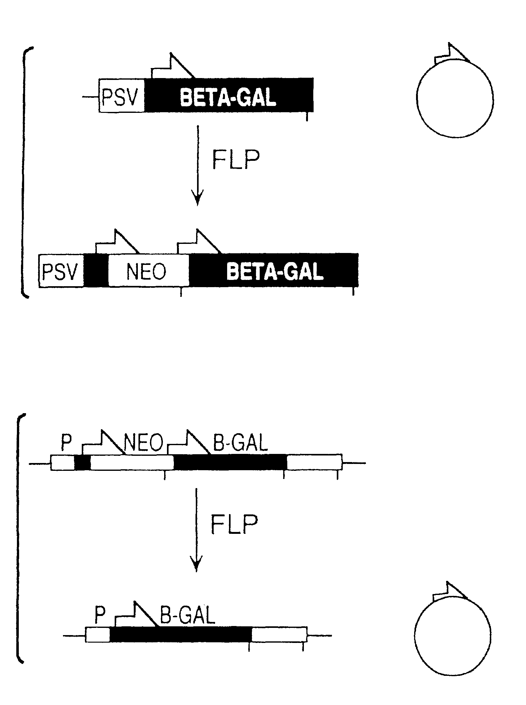 FLP-mediated gene modification in mammalian cells, and compositions and cells useful therefor