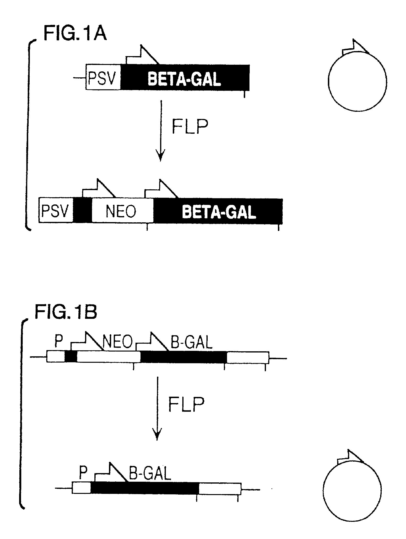 FLP-mediated gene modification in mammalian cells, and compositions and cells useful therefor