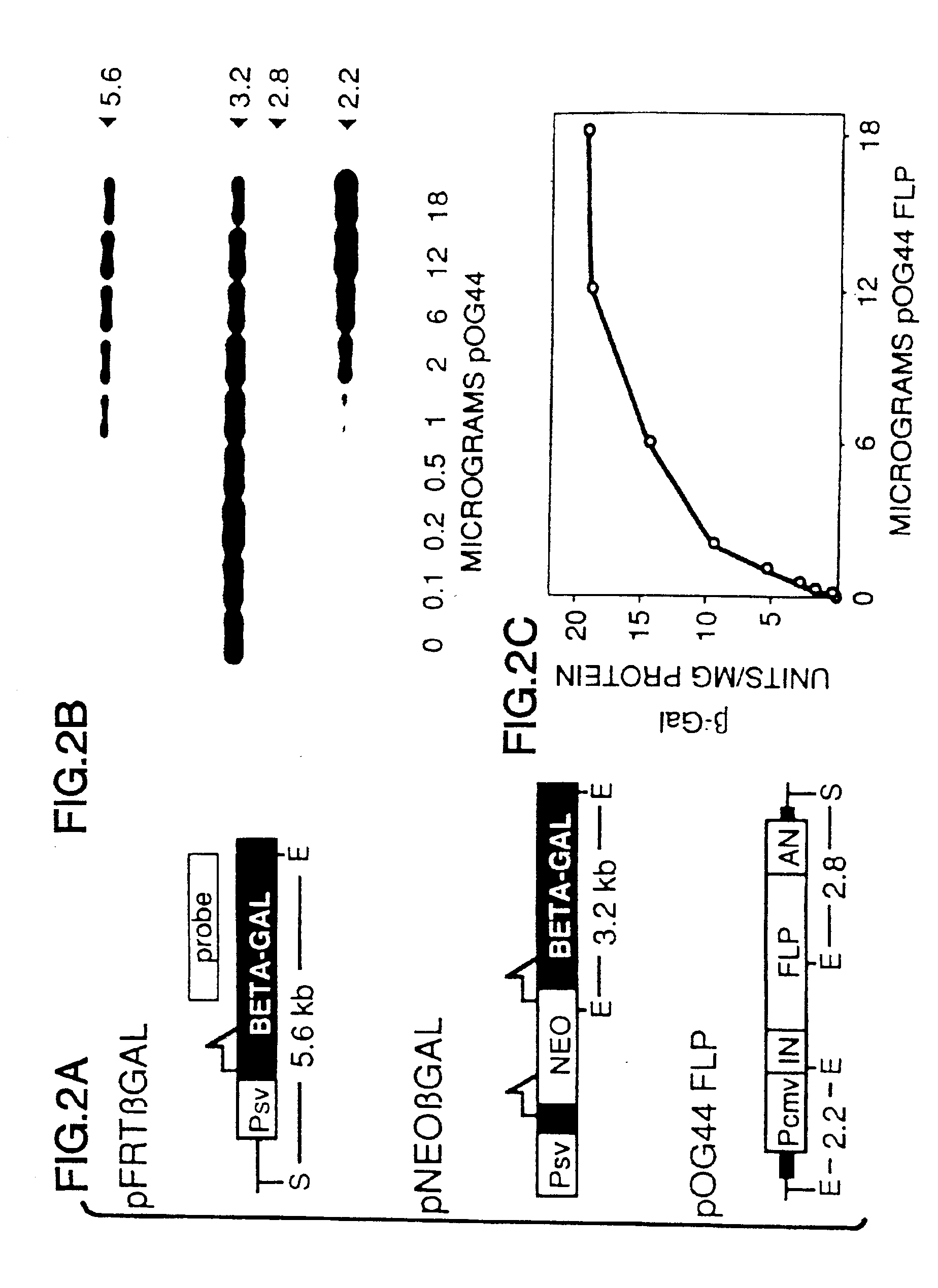 FLP-mediated gene modification in mammalian cells, and compositions and cells useful therefor