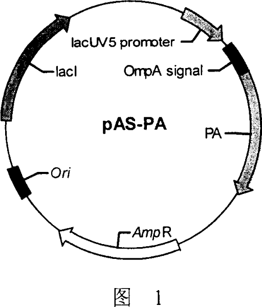 Production of recombinant anthrax protective antigen and its special expression plasmid