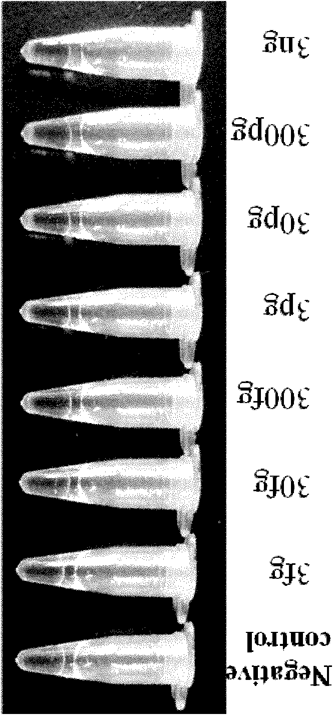 Cholera toxin virulence gene detection kit and detection method thereof