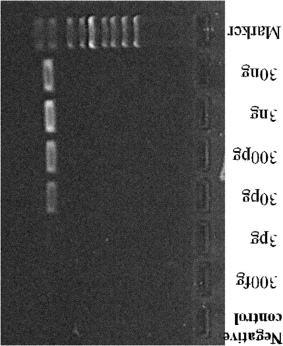 Cholera toxin virulence gene detection kit and detection method thereof