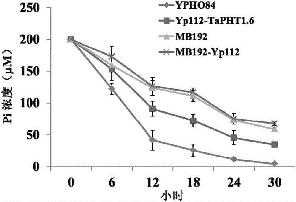 A phosphorous deficiency responsive phosphate transporter tapht1.6 and its coding gene and application