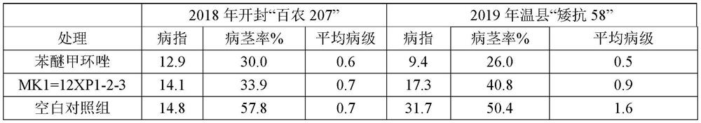 Application of a kind of Chaetomium globosa in the prevention and treatment of wheat stem rot